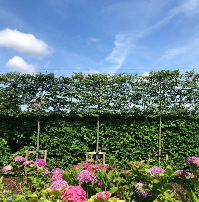 Gardening with Jo Top trees to create privacy in your garden Kildare Now