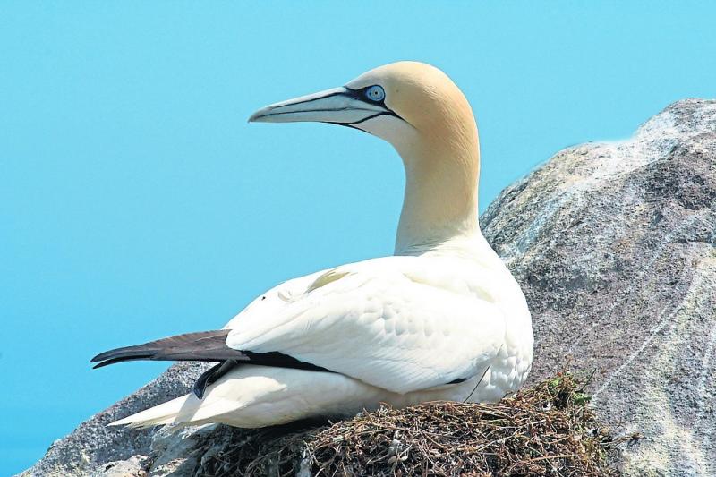 KILDARE WILDLIFE WATCH: Gannets under serious threat from bird flu