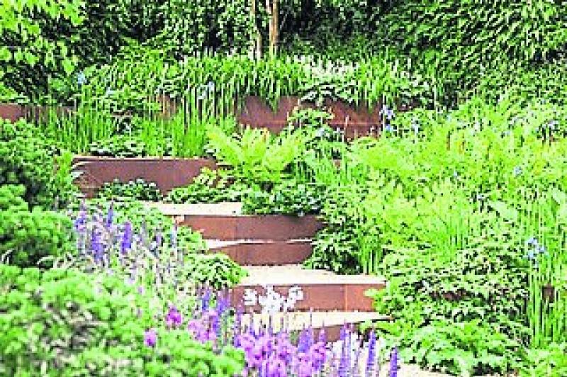 KILDARE GARDENING COLUMN: Tropical gardens with a twist