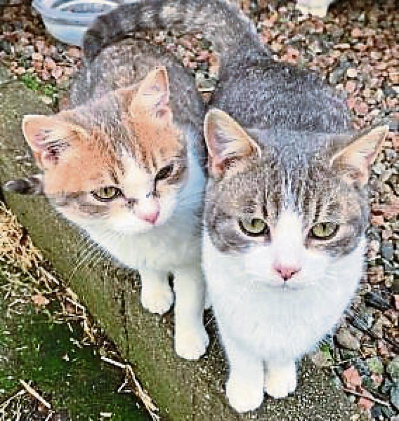 KILDARE ANIMALS IN NEED Chewy and Chop ready for new homes Kildare Now