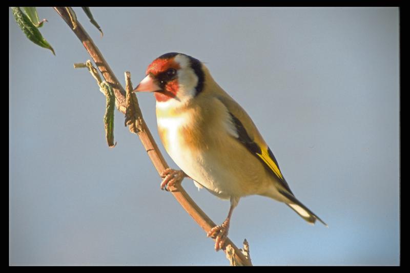 KILDARE WILDLIFE COLUMN: Female Goldfinch takes charge of nest building