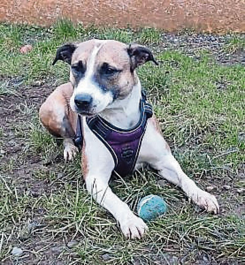 KILDARE ANIMALS IN NEED Homes needed for larger rescue dogs Kildare Now