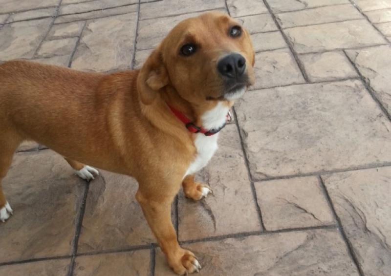 The stray dog found in Clonmel.