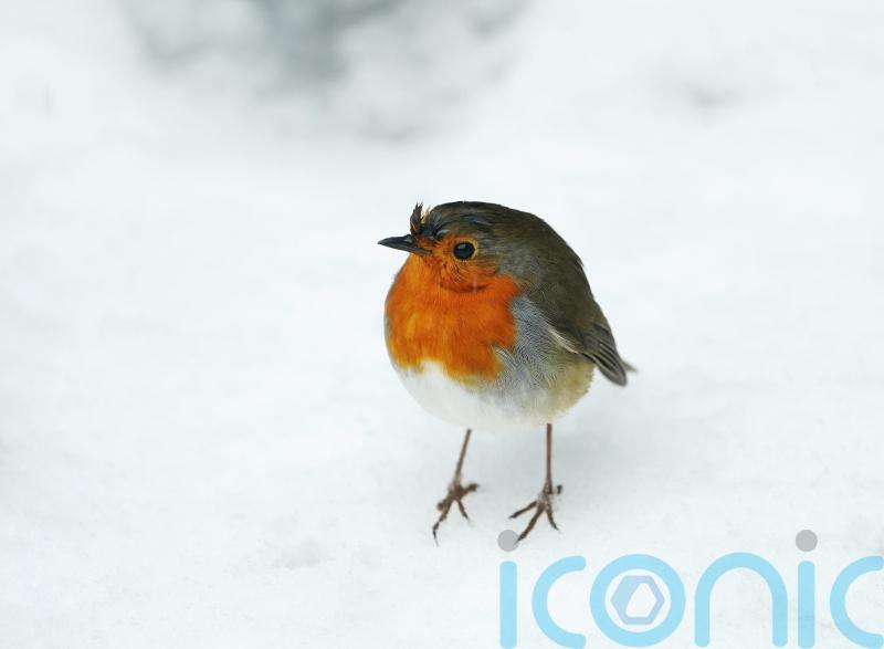 KILDARE: Travel disruption as snow blankets the countryside 