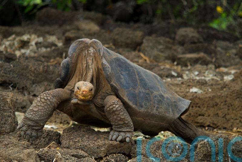 Online world mourns species extinction, but only for short time – research