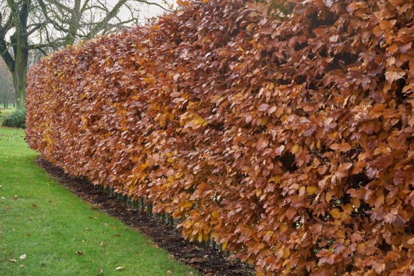 Beech hedge in winter 