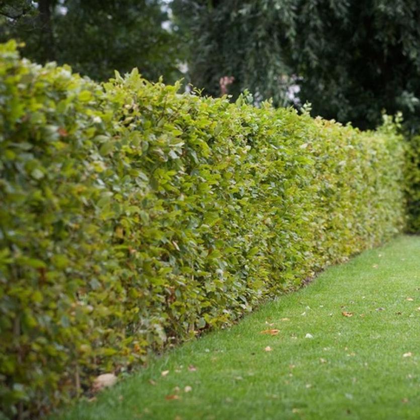 Beech hedge in summer