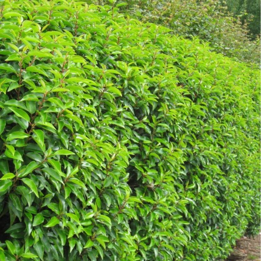 Portuguese laurel hedge gives a luscious look to your boundary