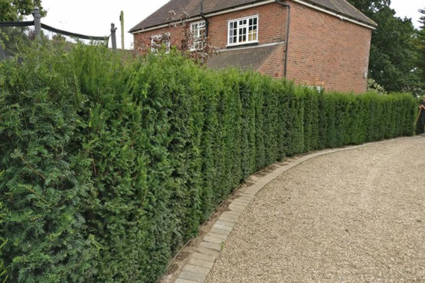 Yew makes a lovely, low maintenance, evergreen hedge
