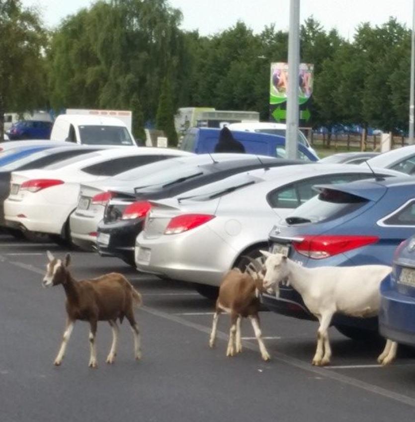 goats in Globe Retail Park