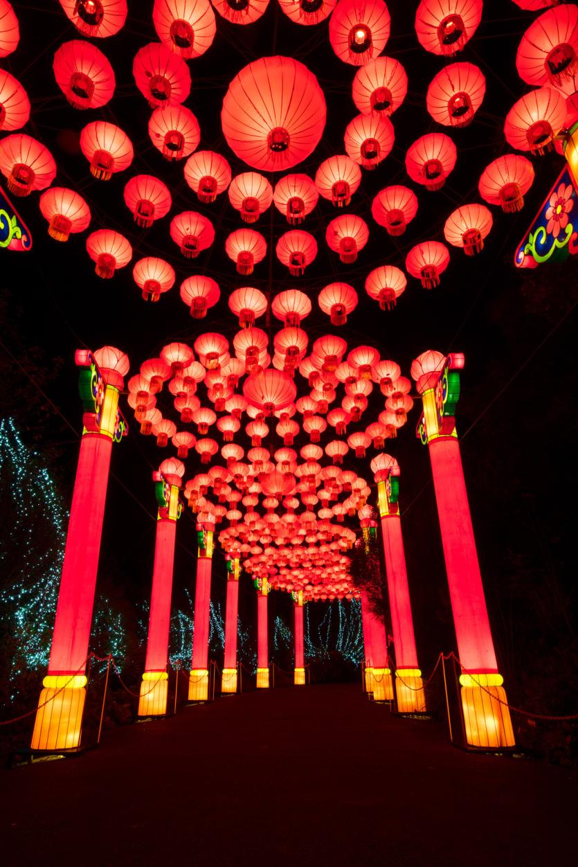 DublinZoo_WildLights 11 resized