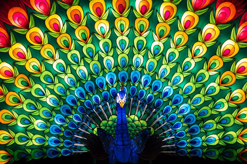 DublinZoo_WildLights12