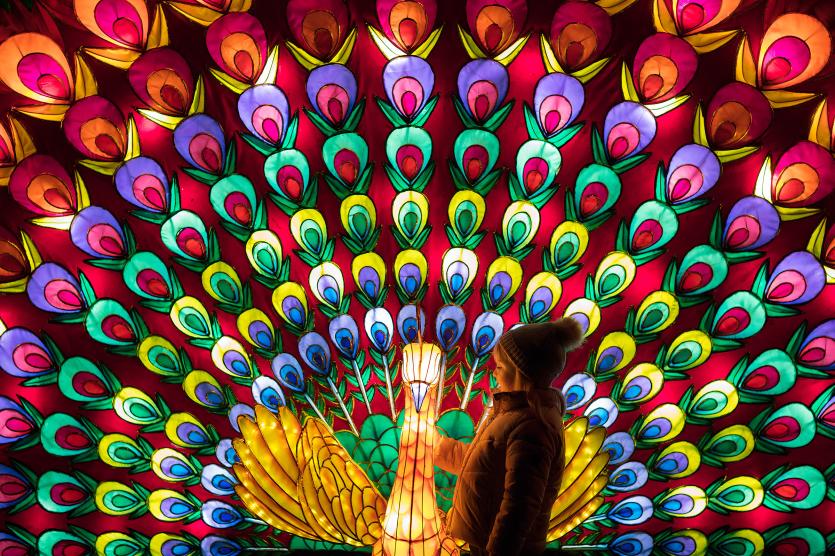 DublinZoo_WildLights031