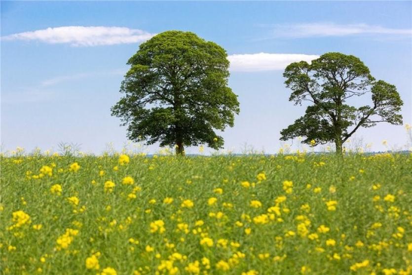 Rathcoffey Castle and Farm 6