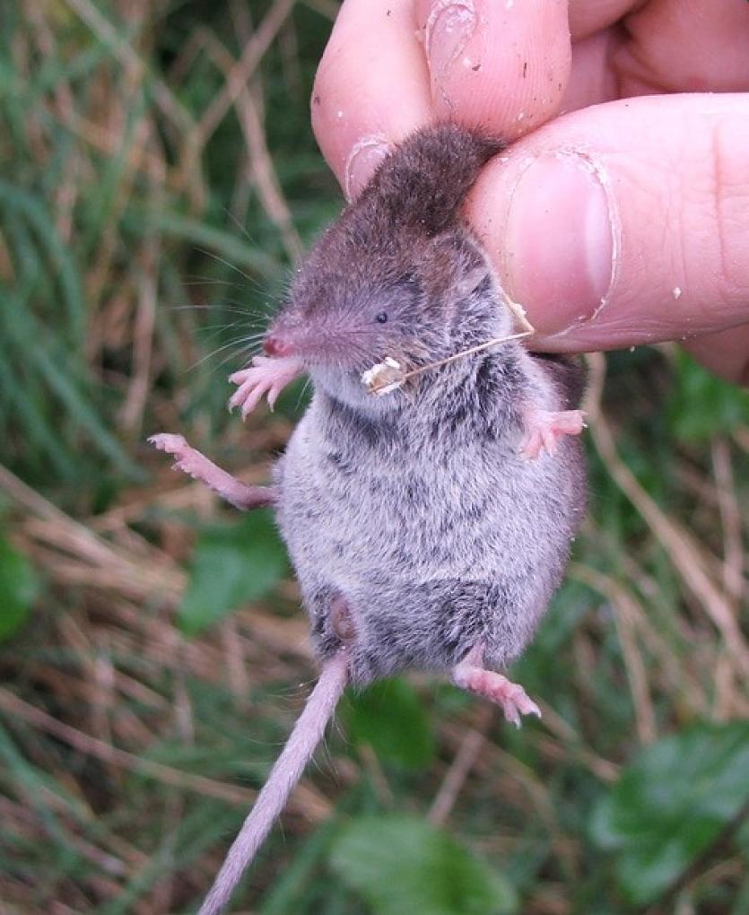Greater White-toothed Shrew 01 (David Tosh)