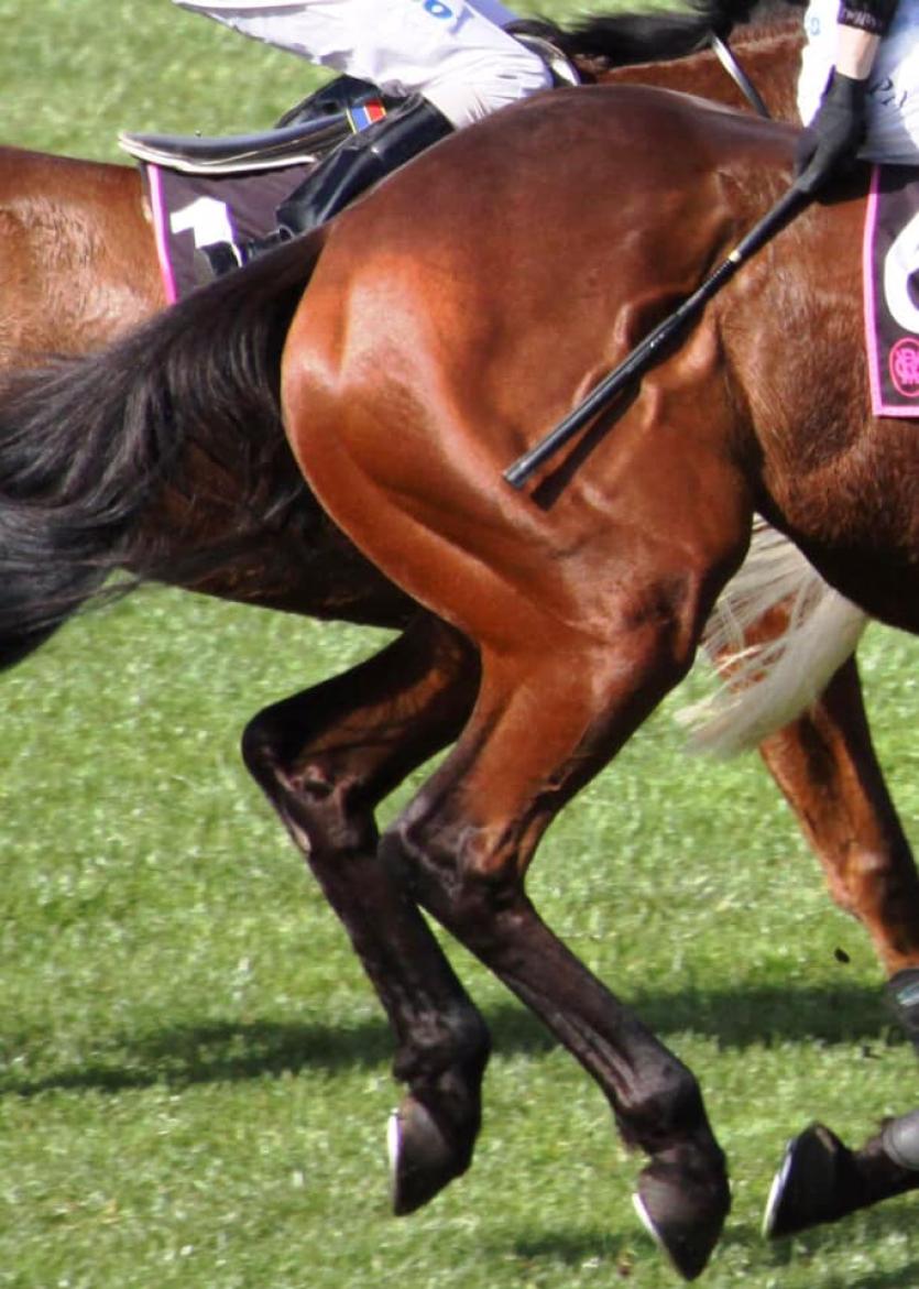 The whip strikes hard on this horse Jax Lord on FB