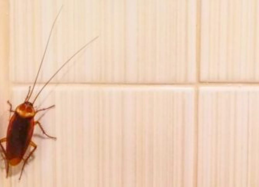 Cockroaches crawling on walls as food inspectors shut down premises