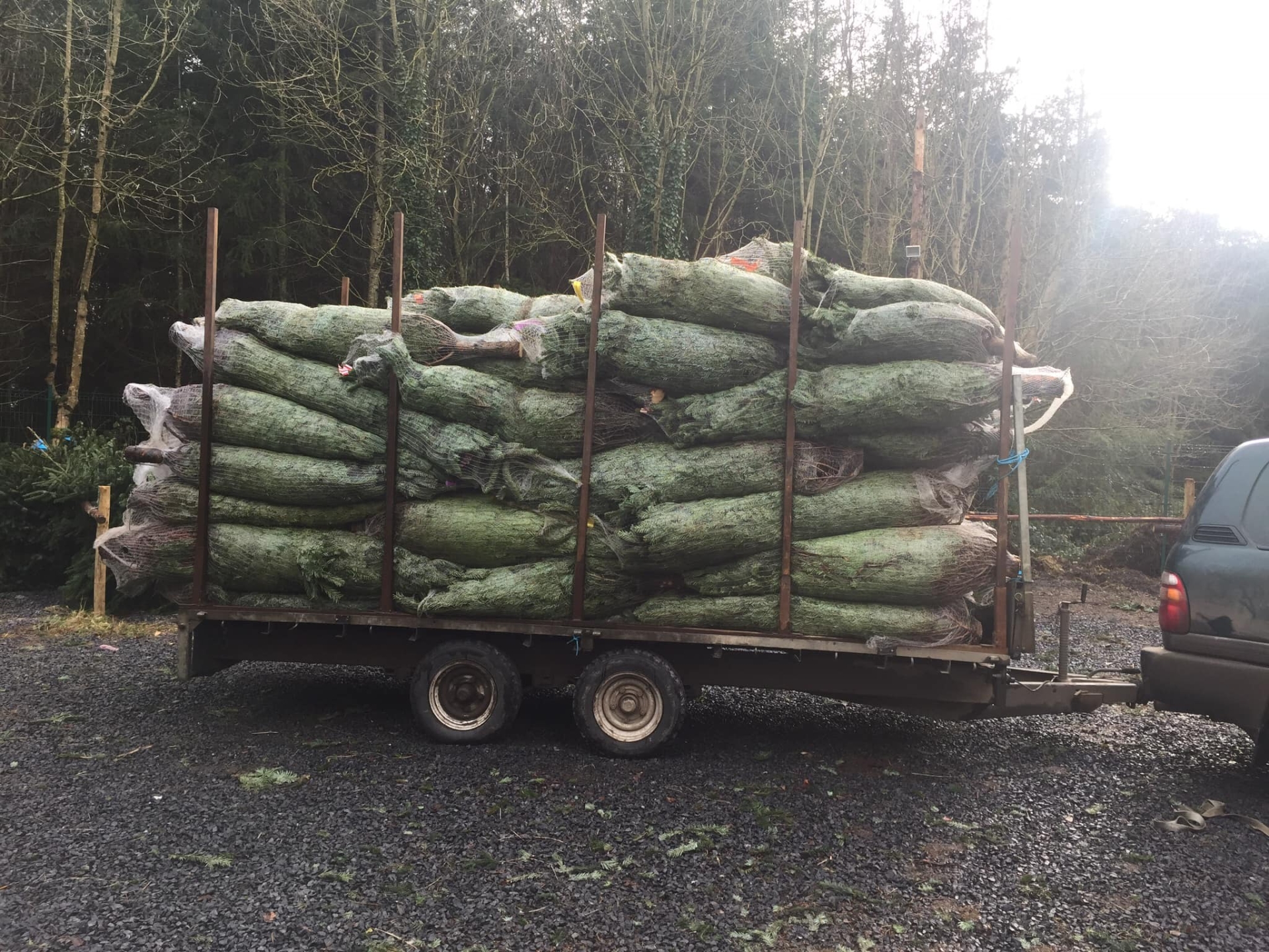 Busy few days ahead for Christmas Tree depot only five minutes from M7 Kildare Now