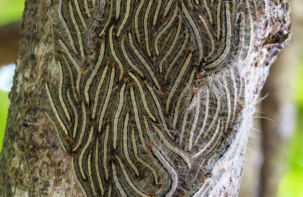 "Do not touch!" Department issues alert to families over potentially