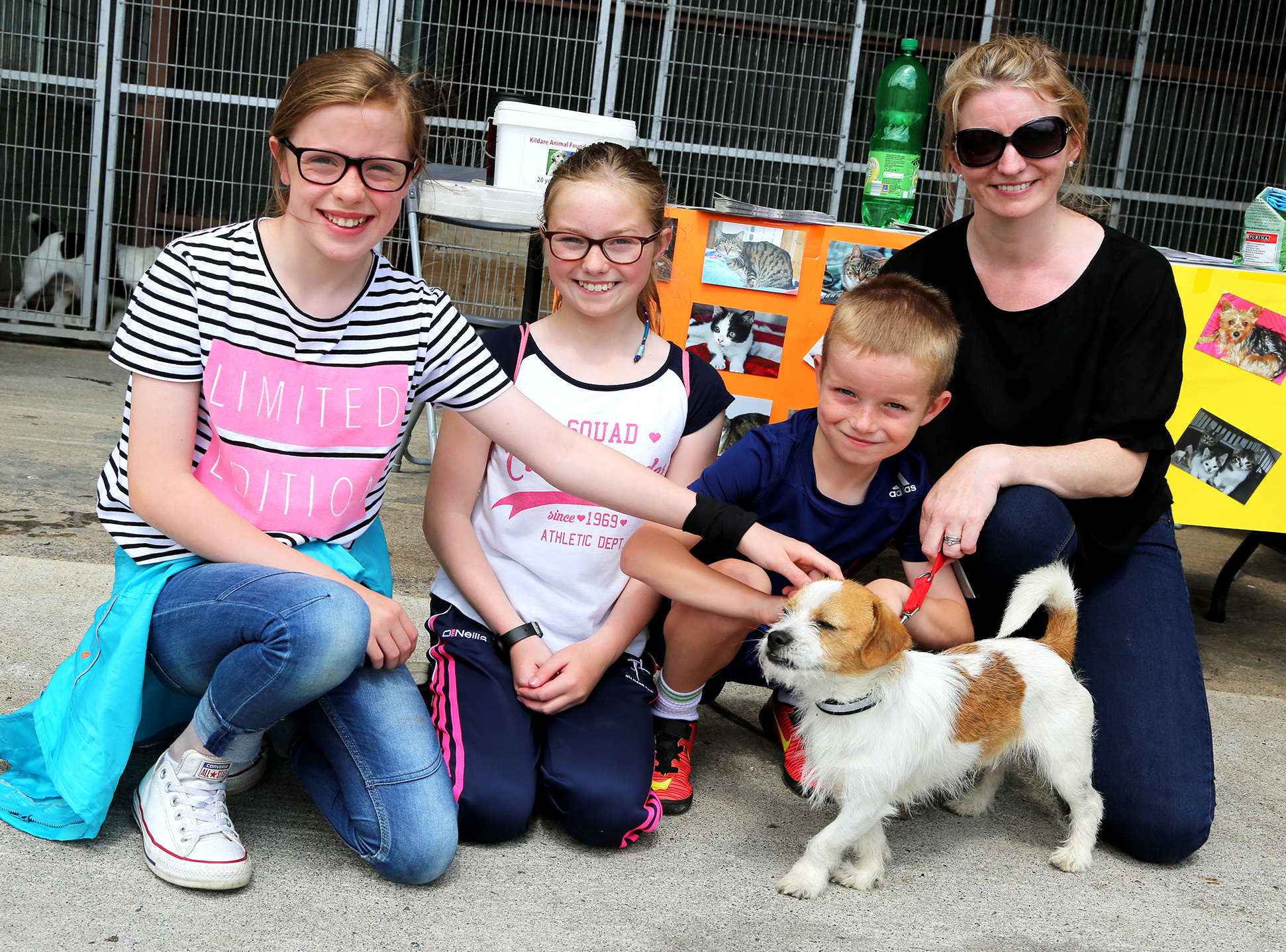 GALLERY OPEN DAY at Kildare Animal Foundation Photo 1 of 25