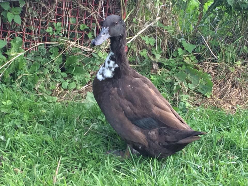 Kildare Animal Foundation's Wildlife Unit urgently appealing for