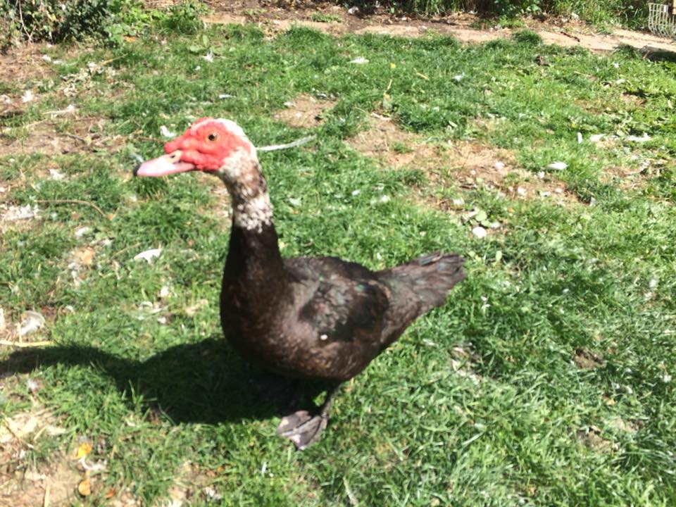 Kildare Animal Foundation's Wildlife Unit urgently appealing for