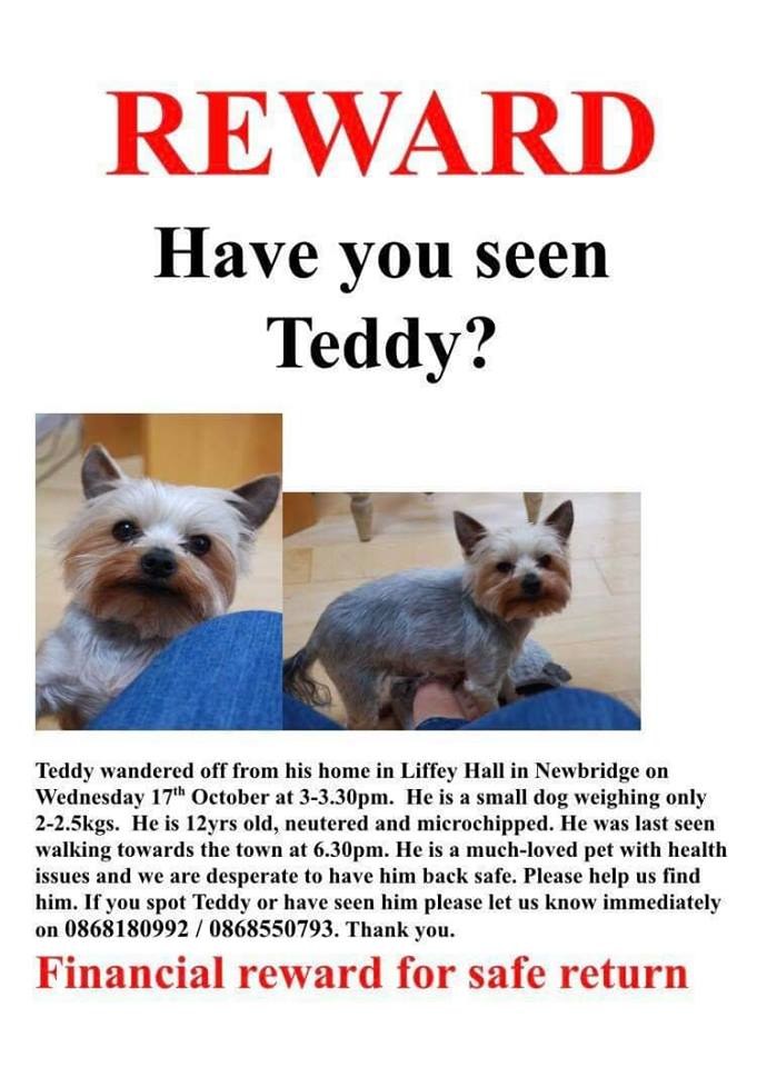 teddy missing dog