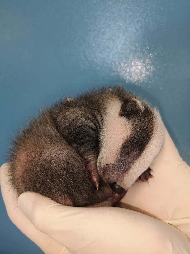 Kildare Animal Foundation Wildlife Unit highlights cruelty of illegal