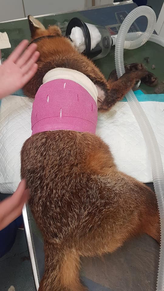 Kildare Animal Foundation Wildlife Unit highlights cruelty of illegal