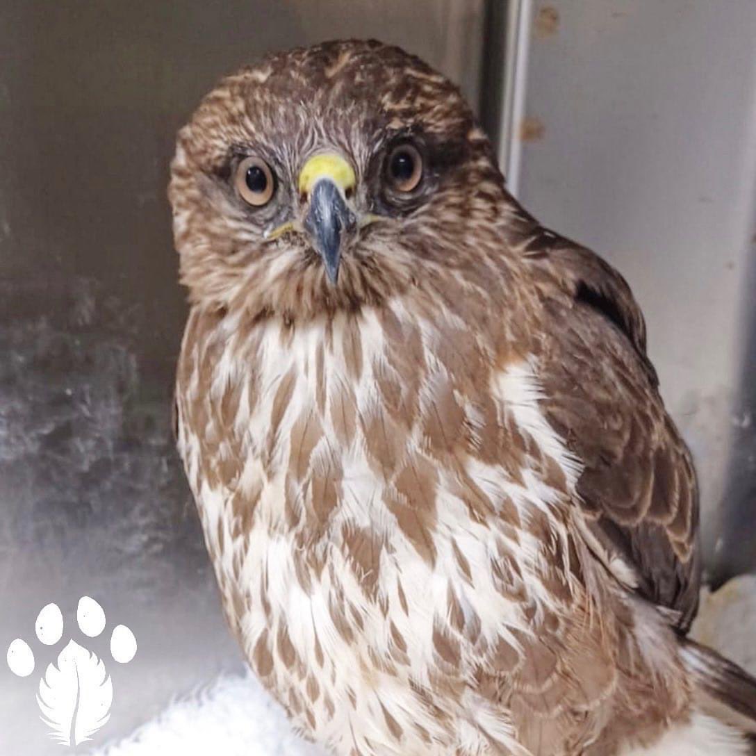Hedgehog and buzzard among patients cared for over Christmas by Kildare