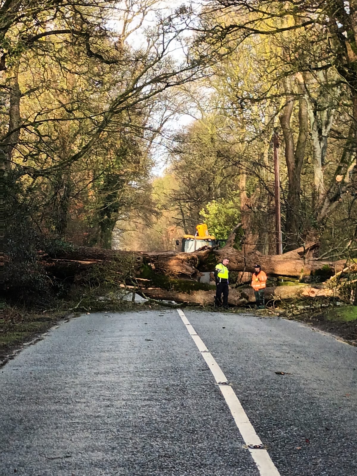LATEST Busy Kildare road blocked by massive tree knocked by high winds